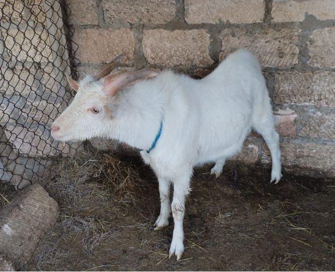 Ешкілер сатылады