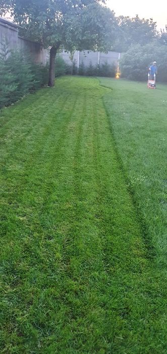 Gazon rulou 28 lei transport pana la usa