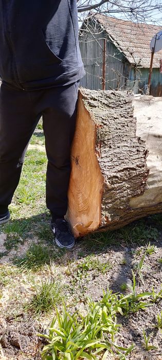 Trunchi de Tei. Doar una Bucata