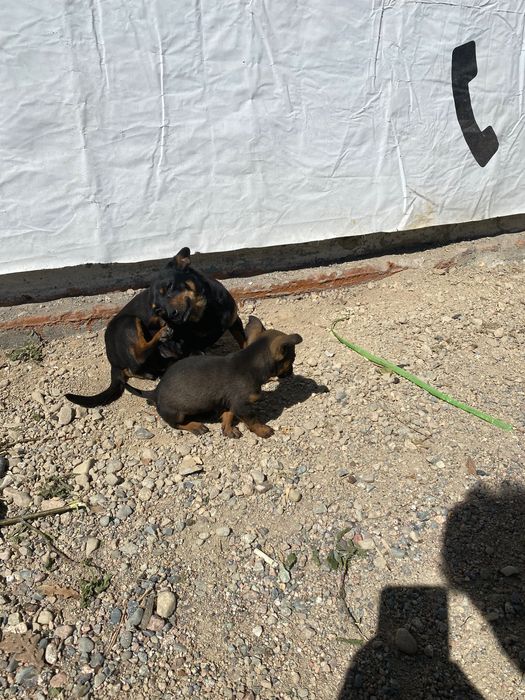 Собачка в хорошие руки