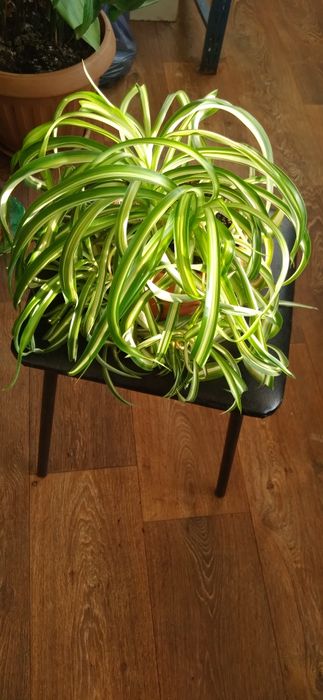 Продам комнатные цветы