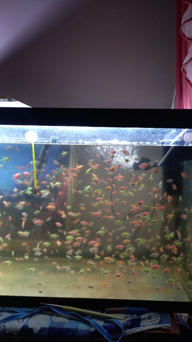 Продаю рыбок тернеций. Оптом дешевле .