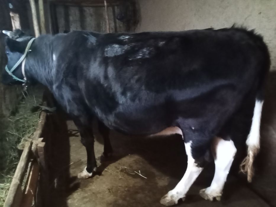 Boʻgʻoz sigir sotiladi