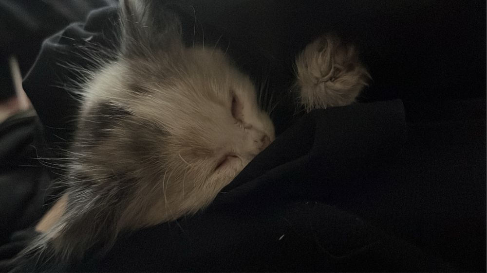 Котёнок в добрые руки, ищет дом