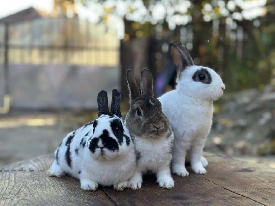 Masculi din rasa Rex Pitic!