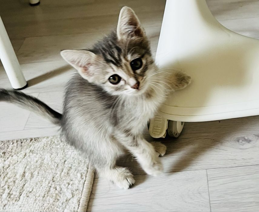 Котенок, мама шотландская прямоухая