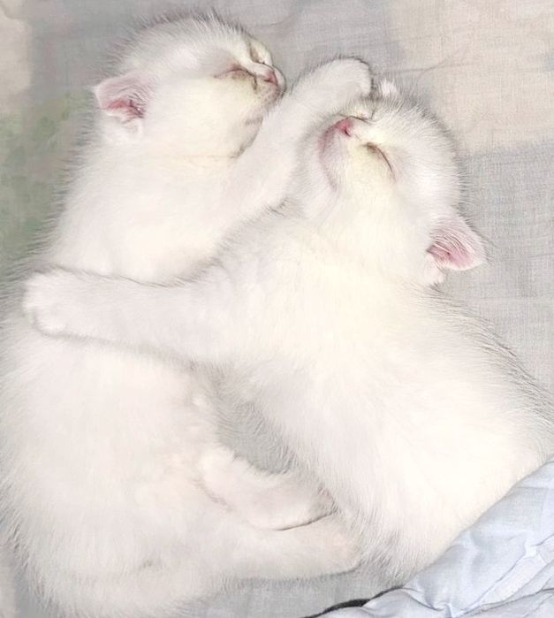 Красивая два Белая котёнка 1 месяцев оба девочка