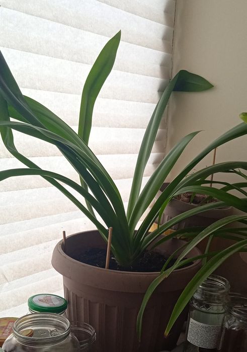 Продаётся цветок домашний