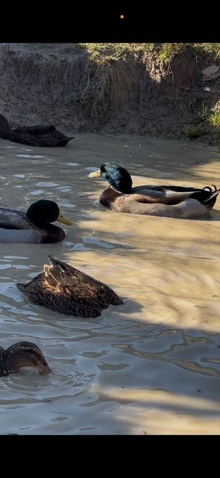 Oua de rața rasa Rouen