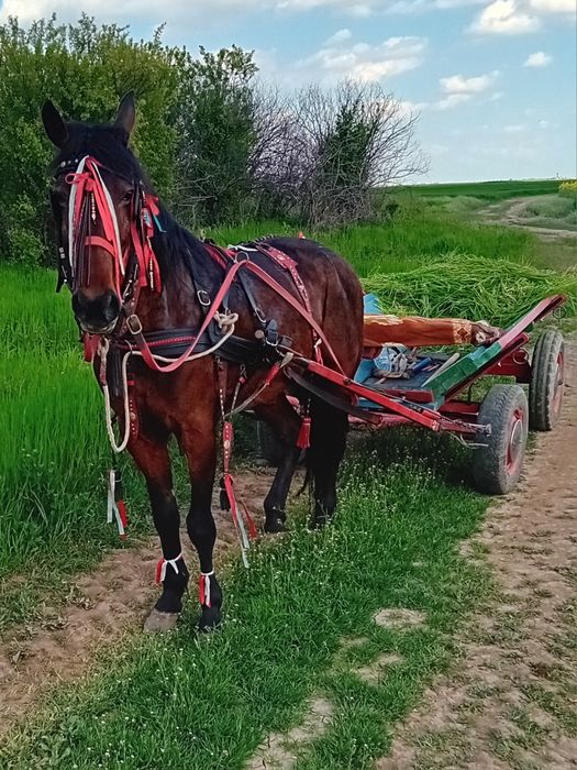 Iapă trapasă garantată