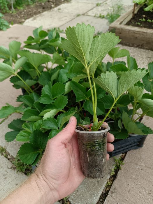 Продам рассаду клубники