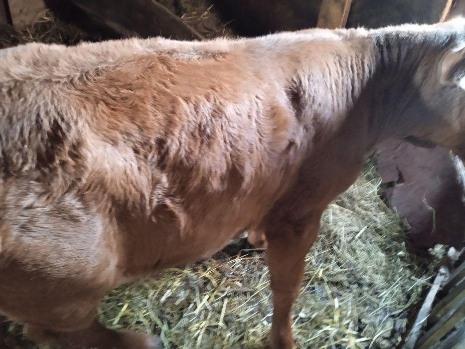 Продам тёлочку возрасте 2 месяцев