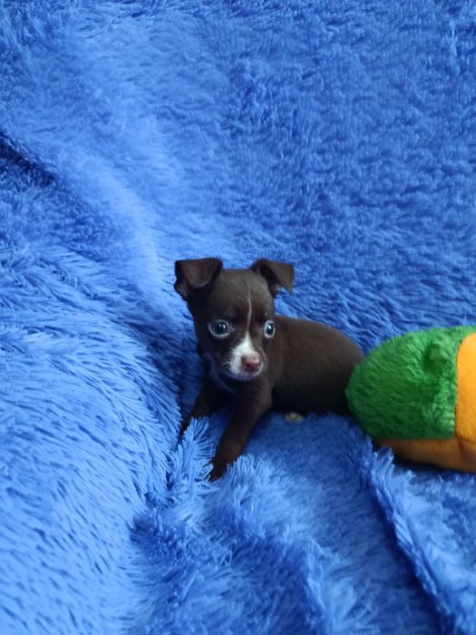 Чихуахуа мальчик