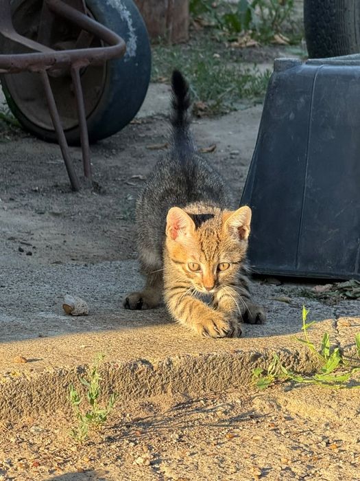 Отдам котят в добрые руки 2 месяца