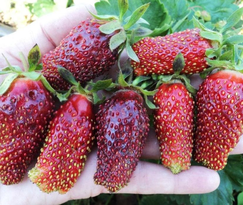 Саженцы клубники