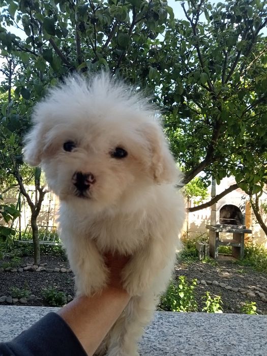 Bichon frize, micuț