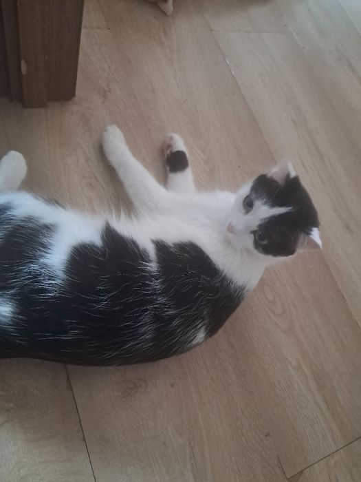 Отдам даром котенок 1 год