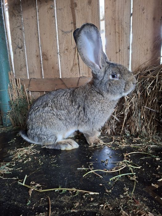 Vănd uriaș german  masculi si femele
