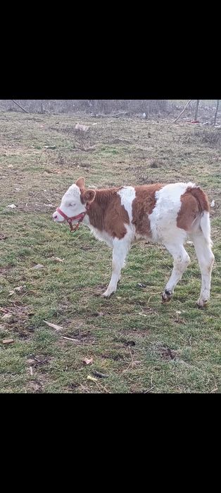 Vacă de vânzare cu vițea