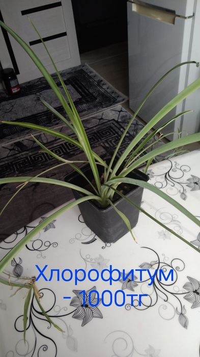 Цветы комнатные.