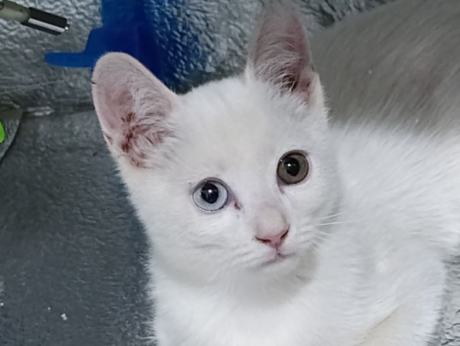 Turkish angora mushukcha