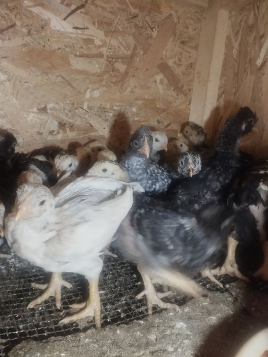 Pui combatant , wyandotte argintiu , australorp