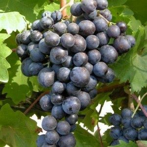 Vita de Vie (Nobila Altoita de Masa )