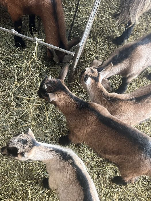 Vând capre de rasă