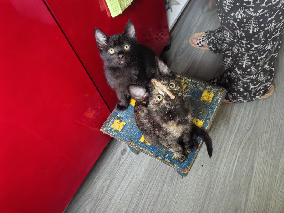 Отдам котёнка в хорошие руки
