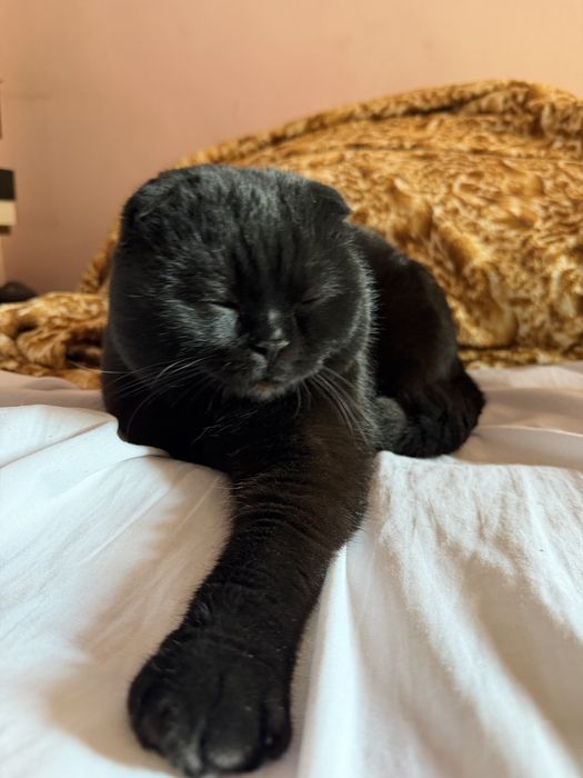 Вязка наш мальчик ждет невест