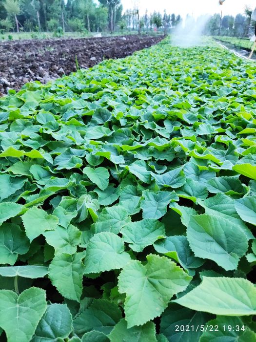 Pavloniya Gibrid 9501 nihollari,  павлония  koʻchatlari кўчати