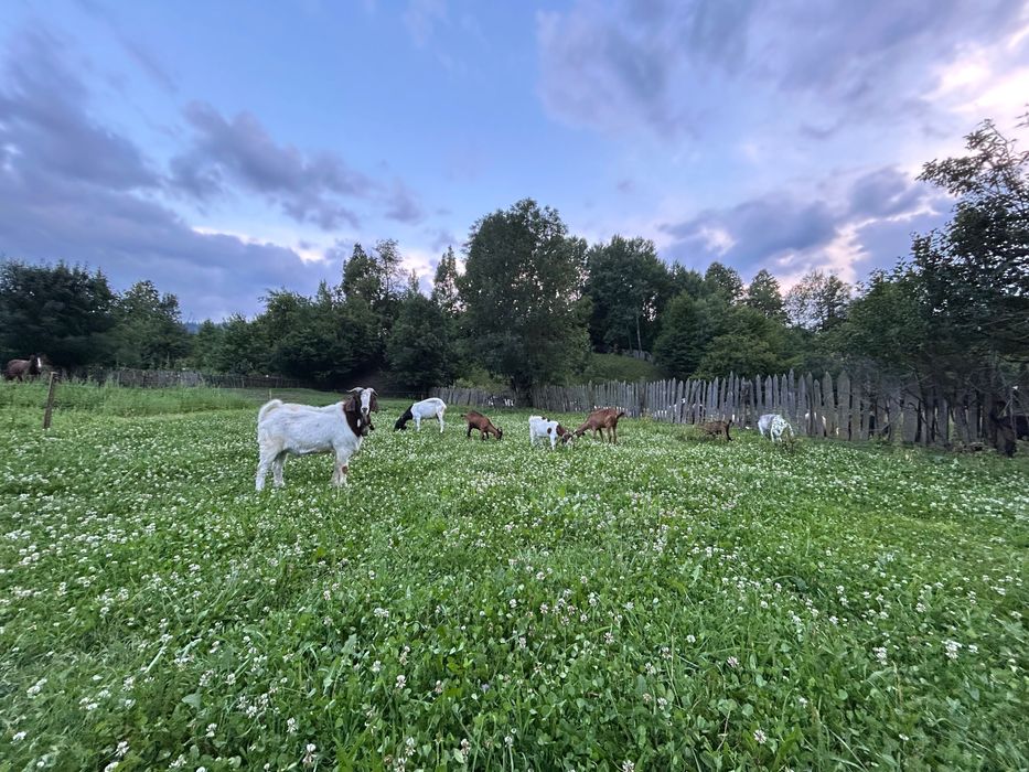 Țap boer vârsta un an jumătate