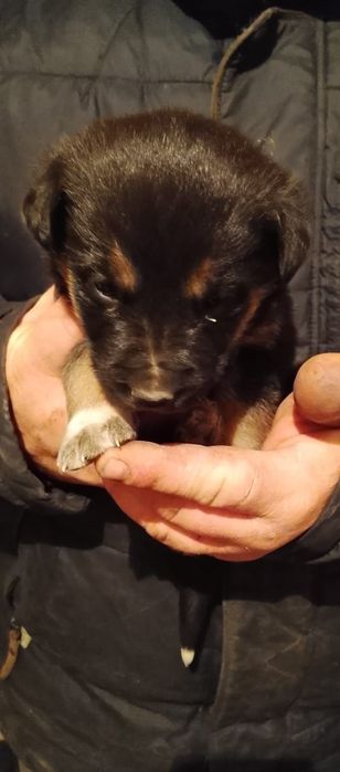 Отдам 3-х щенков девочек.