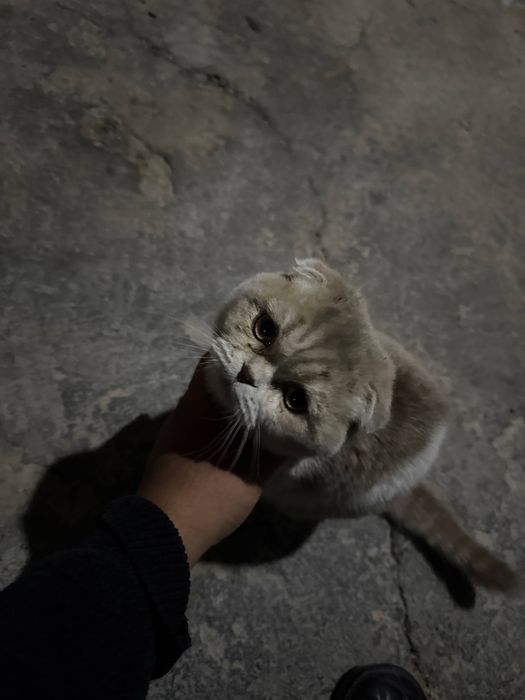 Mushug sotladi 3 oylik