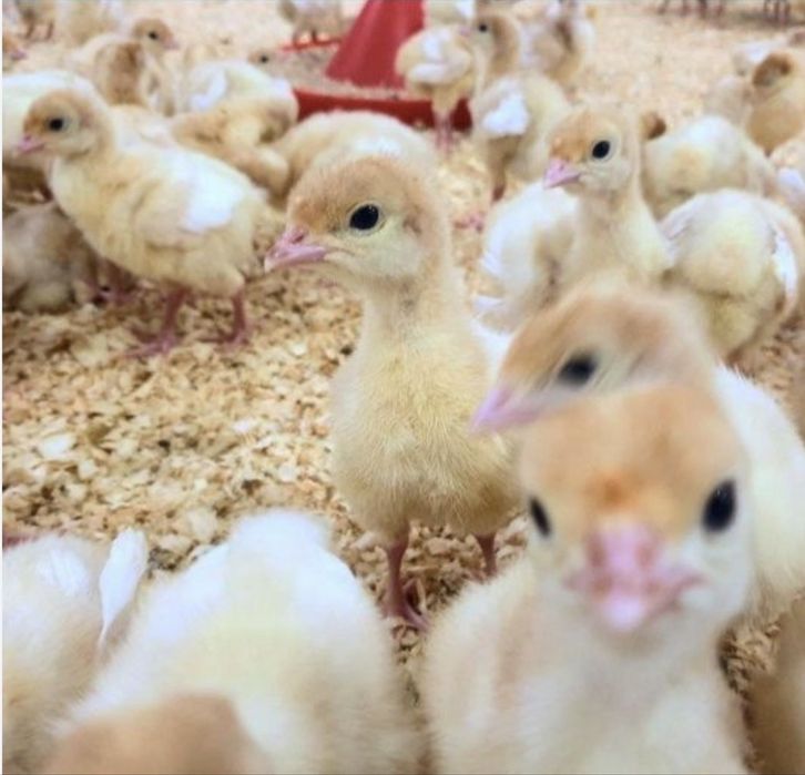 Биг6 жужалари сотувга чикди 80 минг сум