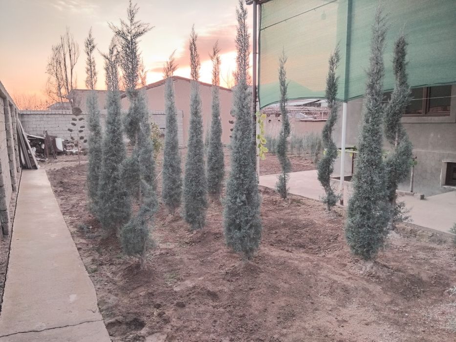 Arizonskiy keparis Italian sotiladi narhi 40$ dan 150$ gacha