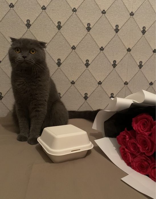 Шотландская вислоухая кошка