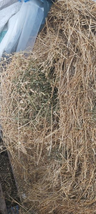 Baloti rotunzi de lucerna