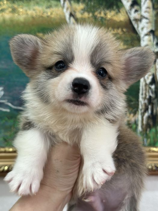 Вельш корги пемброк