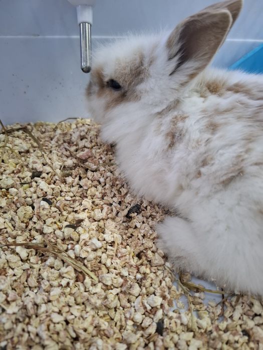 Кролик декоративный
