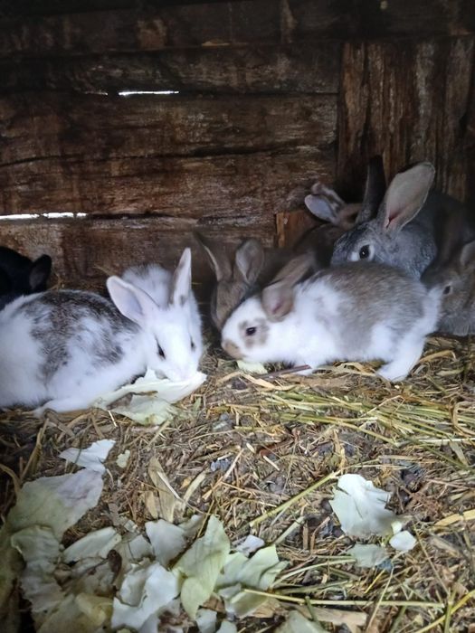 Iepuri mici și mari