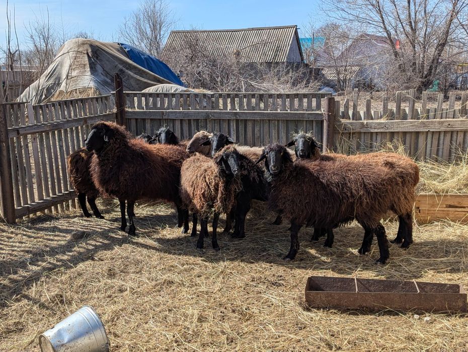 Продам овцематок