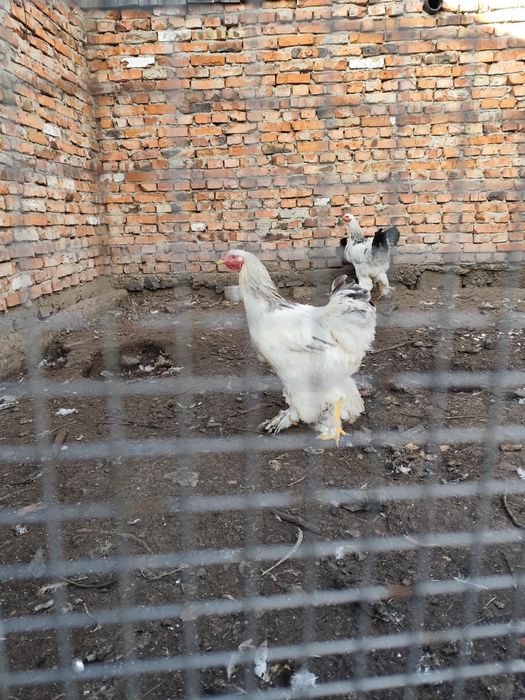 Продам молодых петухов Брама