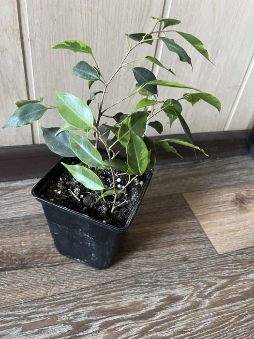 Продам цветок Санцеверия