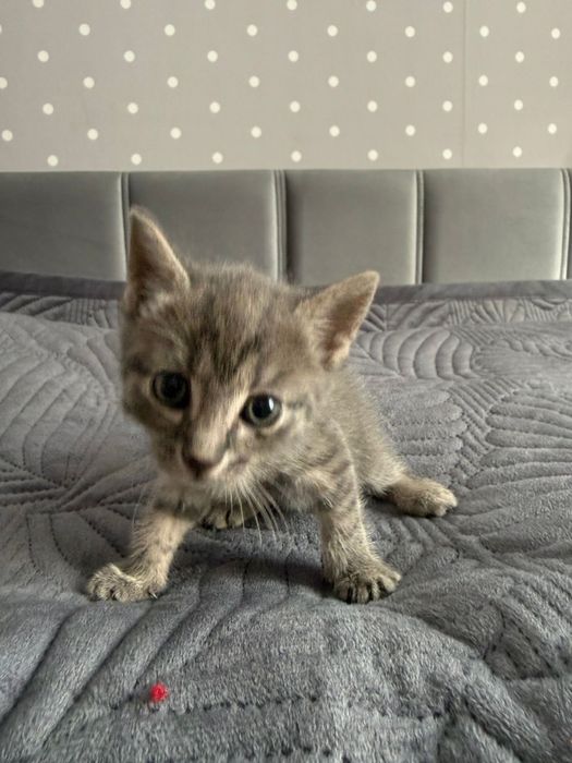 Шатланский котенок