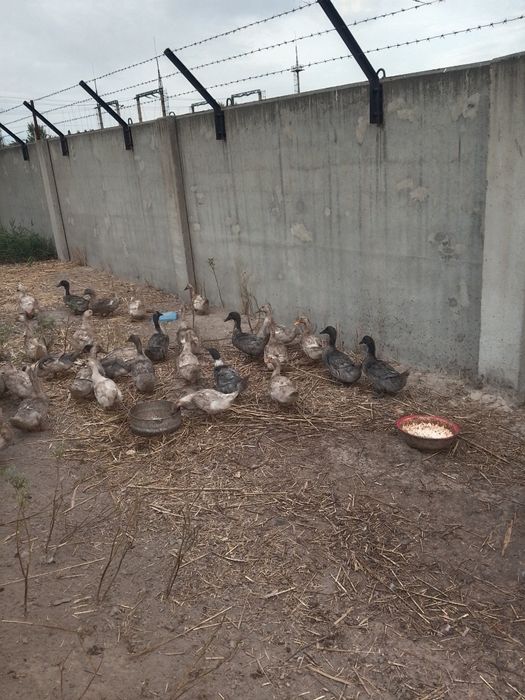 Продам утят двух месячные молодки