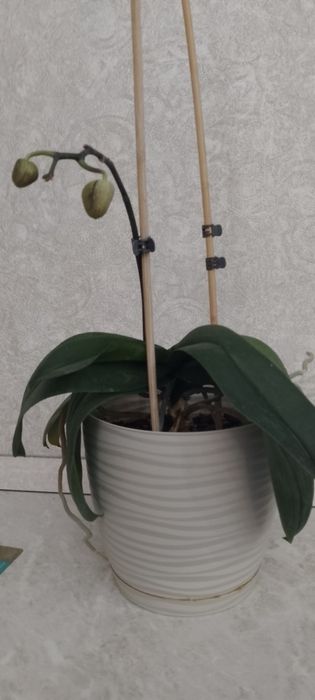 Комнатное расписание орхидея