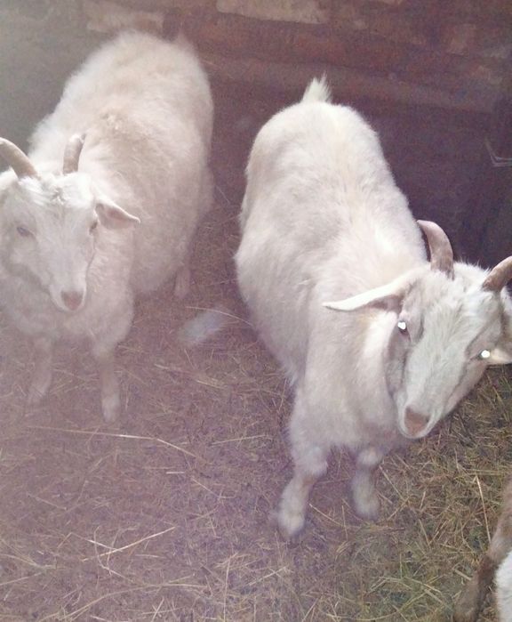 Продам коз и козлят