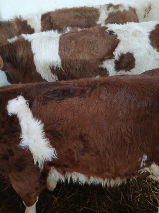 Taurasi baltati intarcati