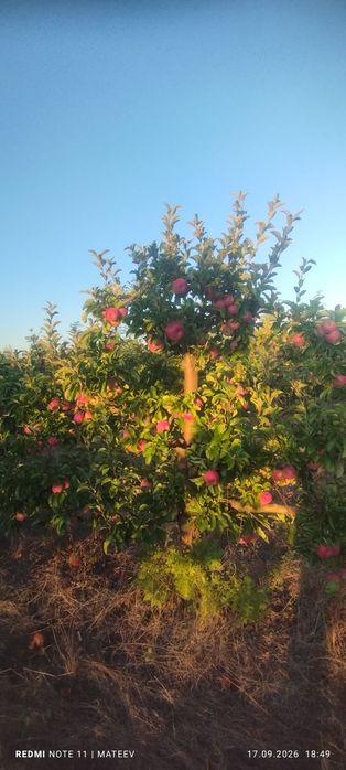 Производител продава ябълки